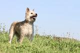 BOUVIER DES ARDENNES 109